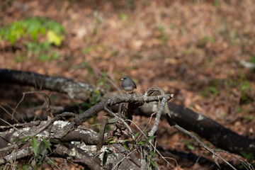 Curious Dark-Eyed Junco