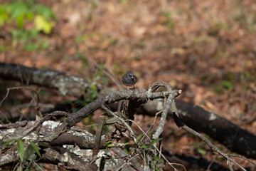 Dark-Eyed Junco on a Limb