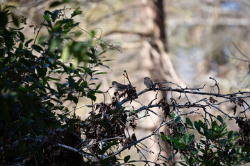 Pair of Dark-Eyed Juncos