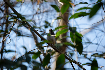 Majestic Dark-Eyed Junco