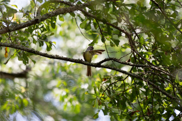Great-Crested Flycatcher Grooming