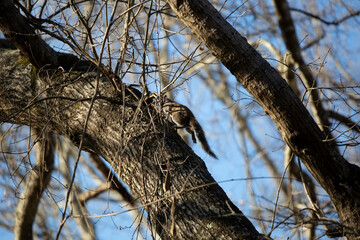 Eastern Gray Squirrel Running