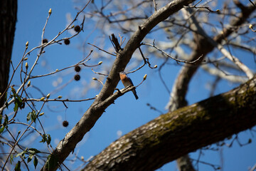 Fototapeta premium Majestic Eastern Bluebird