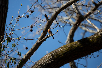 Curious Eastern Bluebird