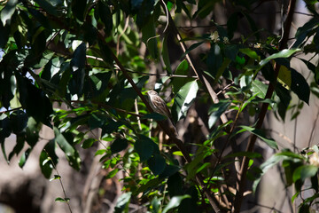 Chipping Sparrow on a Bush