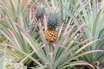 Cambodia. The pineapple (Ananas comosus) is a tropical plant with an edible fruit; it is the most economically significant plant in the family Bromeliaceae.