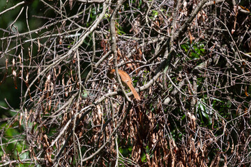 Brown Thrasher on a Fallen Tree Limb