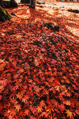red autumn leaves