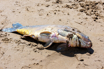 Death fish sea side.