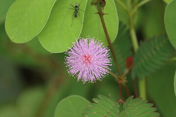 Cambodia. Mimosa pudica also called sensitive plant, sleepy plant, action plant, touch-me-not, shameplant is a creeping annual or perennial flowering plant of the pea/legume family Fabaceae.