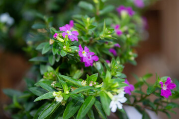 Fototapeta premium flowers in a garden