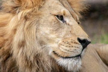 Fototapeta na wymiar portrait of a lion