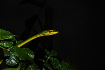 close up photo of green snake in the dark, camouflage