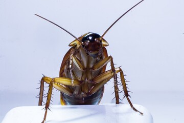 cockroach close-up photo, white background