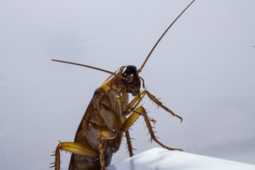 cockroach close-up photo, white background