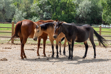 Fototapeta premium two horses in the field