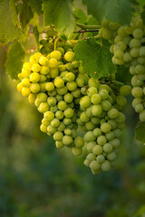 Beautiful grapes leaves in a vineyard, garden. white background, summer. sunny day. green grapes unripe, metal, copy space Fresh Fruit Brunch