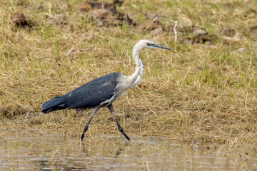 Pacific White-necked Heron in Queensland Australia