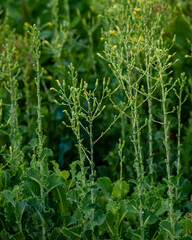 Obraz premium Lettuce grown for seeds. Lettuce that has finished flowering in the garden. Seeds can be picked-up and sowed in spring organic farming