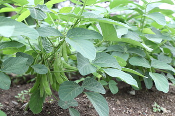 
枝豆。大豆の若い緑色のさやが成長している


