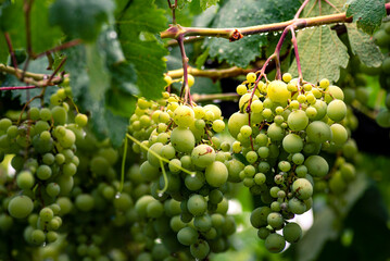 Beautiful grapes leaves in a vineyard, garden. white background, summer. sunny day. green grapes unripe, metal, copy space Fresh Fruit Brunch