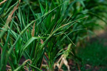 A selective focus picture of corn cob in organic corn field. The corn or Maize is bright green in the corn field. Waiting for harvest.stalk