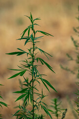 canabis plant, large indica plant sativa canabis beautiful background of the theme of legalization and medical hemp in the world, sunset, Thai canabis marijuana plant agriculture Moldova