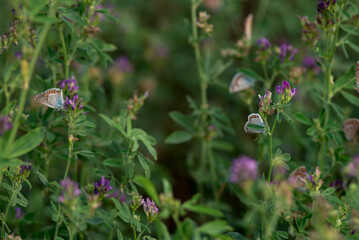 Alfalfa  lucerne  flower purple Reverdins blue butterfly (Colias croceus) blooms in a green field , sulphur  summer Moldova