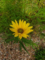 yellow flower on the grass