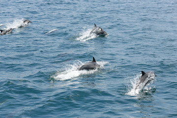 A view of several short-beaked common dolphins, emerging out of the water, seen off the coast of Southern California.