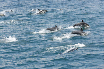 Fototapeta premium A view of several short-beaked common dolphins, emerging out of the water, seen off the coast of Southern California.
