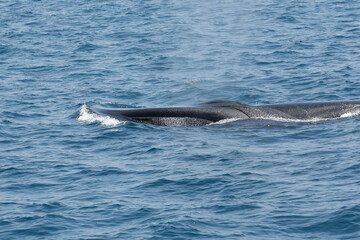Fototapeta premium A view of a fin whale breaching the ocean surface, seen off the coast of Southern California.