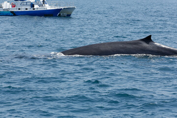 Fototapeta premium A view of a fin whale breaching the ocean surface, seen off the coast of Southern California.