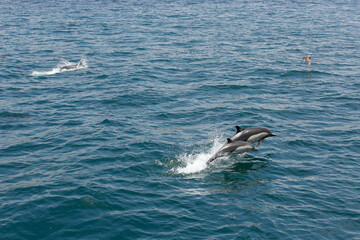 Fototapeta premium A view of several short-beaked common dolphins, emerging out of the water, seen off the coast of Southern California.