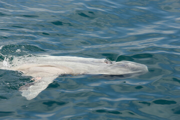 Naklejka premium A view of an ocean sunfish sunbathing on the ocean surface, seen on the coast of Southern California.