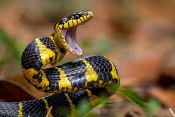 Angry mangrove snake Boiga dendrophila in the grass