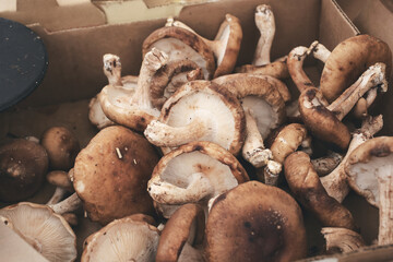 A view of a box full of shiitake mushrooms, seen at a local farmers market.