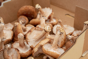 A view of a box full of shiitake mushrooms.