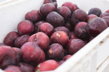A view of a crate full of plums, on display at a local farmers market.