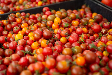 A view of a large crate full of cherry tomatoes.