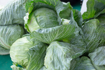 Fototapeta premium A view of a table full of cabbage, on display at a local farmers market.