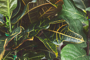 A view of a trendy croton house plant. © DAVID