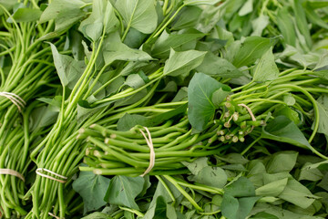 A view of several bundles of sweet potato leaves, on display at a local farmers market.