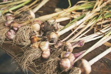 A view of several garlic stalks, on display at a local farmers market.
