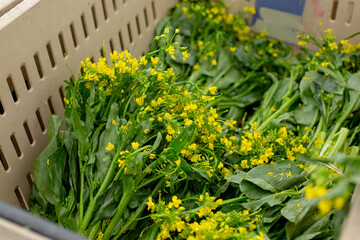 A view of a crate full of yu choy, on display at a local farmers market.