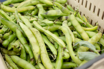 A view of a crate full of fava bean pods, on display at a local farmers market.