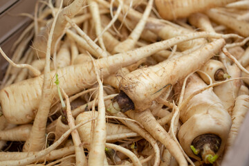 A view of a crate full of parsnips, on display at a local farmers market.