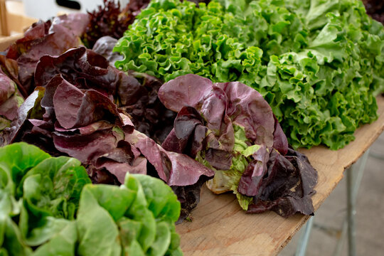 A view of a table featuring a variety of lettuces, on display at a local farmers market.