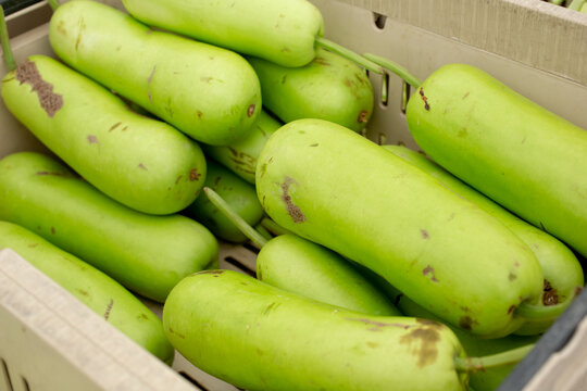 A view of a crate full of opo squash, on display at a local farmers market.