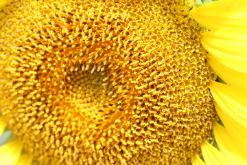 ひまわり畑ｉｎ滋賀